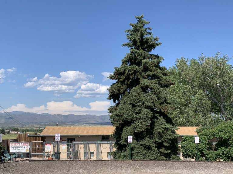 Gallery Rovers Ranch Kennel